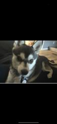 Lost Male Dog last seen E San Ramon and N Angus Fresno CA, Fresno, CA 93710