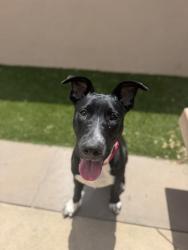 Shelter Stray Male Dog last seen 951A Heritage Road, San Diego, CA, 92154, 5500 Gaines St, San Diego, CA 92110, USA
