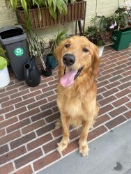 Found/Stray Male Dog last seen Obryonville, Cincinnati, OH 45208
