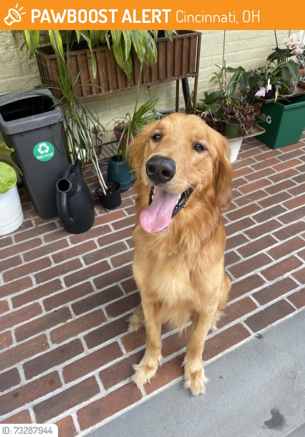 Found/Stray Male Dog last seen Obryonville, Cincinnati, OH 45208