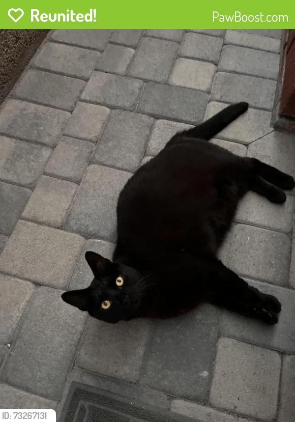 Reunited Male Cat last seen Edwards/springdale and edinger, Huntington Beach, CA 92647
