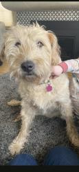 Lost Female Dog last seen Strawberry fields dog park, Marysville, WA 98271