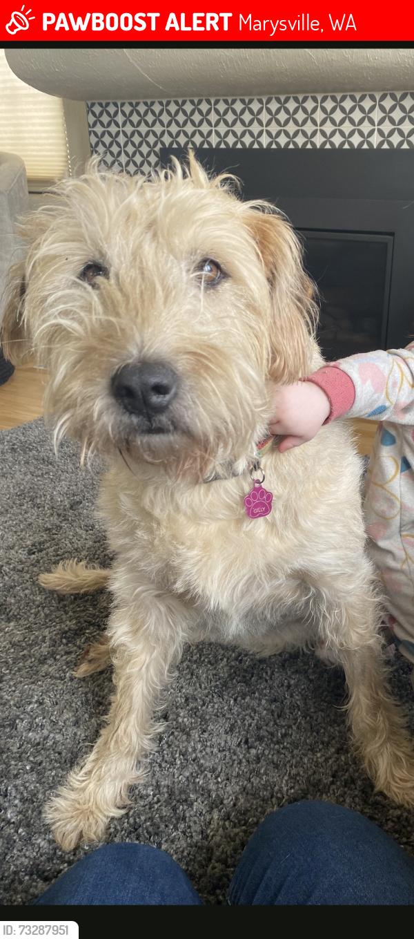 Lost Female Dog last seen Strawberry fields dog park, Marysville, WA 98271