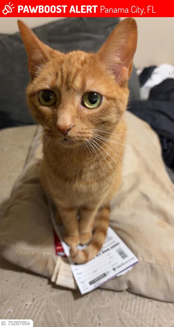 Lost Female Cat last seen 20th and lombardy, turtle lake apartments, Panama City, FL 32405