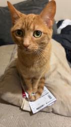 Lost Female Cat last seen 20th and lombardy, turtle lake apartments, Panama City, FL 32405