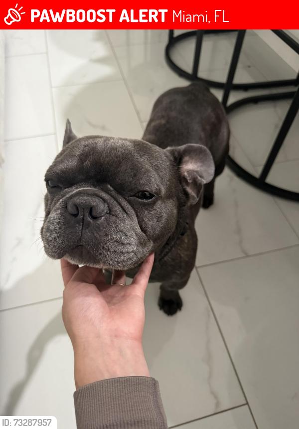 Lost Male Dog last seen Near south river dr, Miami, FL 33167