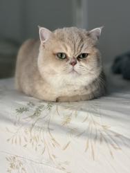 Lost Female Cat last seen Ellmar oaks dr, San Jose, CA 95136