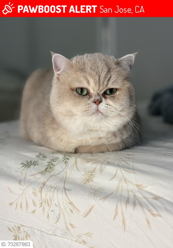 Lost Female Cat last seen Ellmar oaks dr, San Jose, CA 95136