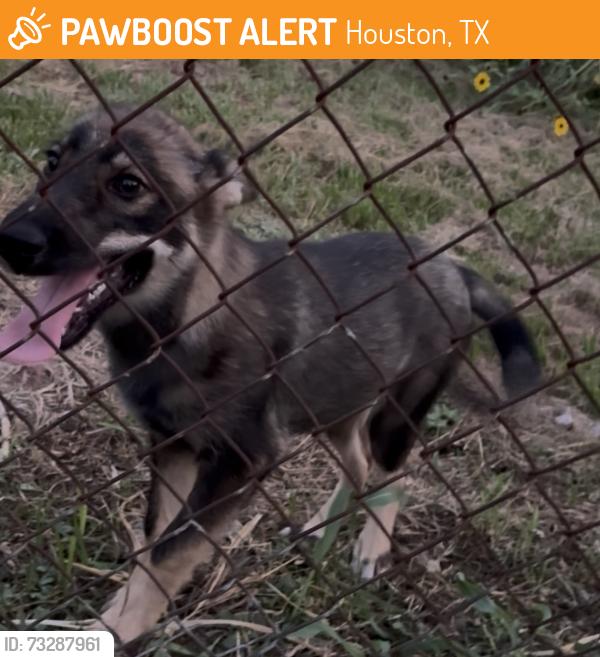 Found/Stray Female Dog last seen Between Rodney St and Roper St, 77034, Houston, TX 77034