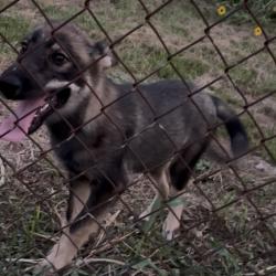 Found/Stray Female Dog last seen Between Rodney St and Roper St, 77034, Houston, TX 77034