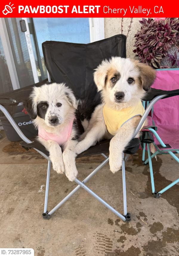 Lost Female Dog last seen Union st & cherry valley Blv, Cherry Valley, CA 92223
