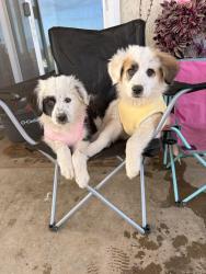 Lost Female Dog last seen Union st & cherry valley Blv, Cherry Valley, CA 92223