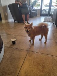 Reunited Male Dog last seen Devonshire, Hemet, CA 92544