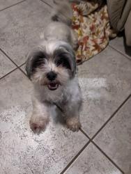 Lost Female Dog last seen E Baseline Rd and S Mcclintock Dr, Tempe, AZ 85283