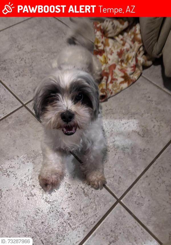 Lost Female Dog last seen E Baseline Rd and S Mcclintock Dr, Tempe, AZ 85283