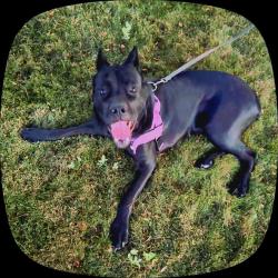 Reunited Female Dog last seen wingfield hills road, Sparks, NV 89436