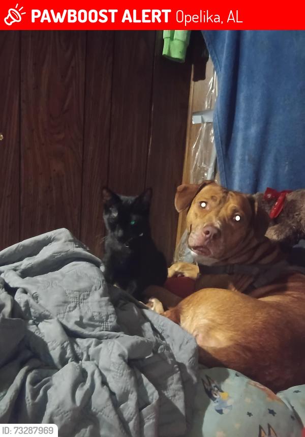 Lost Male Cat last seen Near lee rd 461 opelika al, Opelika, AL 36804