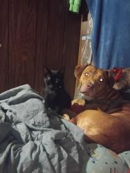 Lost Male Cat last seen Near lee rd 461 opelika al, Opelika, AL 36804