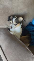 Reunited Female Dog last seen Forth Evans rd, Leesburg, VA 20176