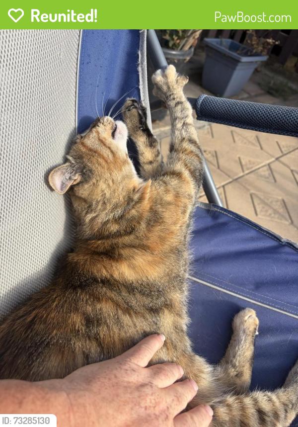 Reunited Female Cat last seen 27th and H street., San Bernardino, CA 92405