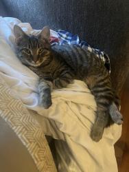 Lost Male Cat last seen Amity Pl and Kipling Dr, Charlotte, NC 28212