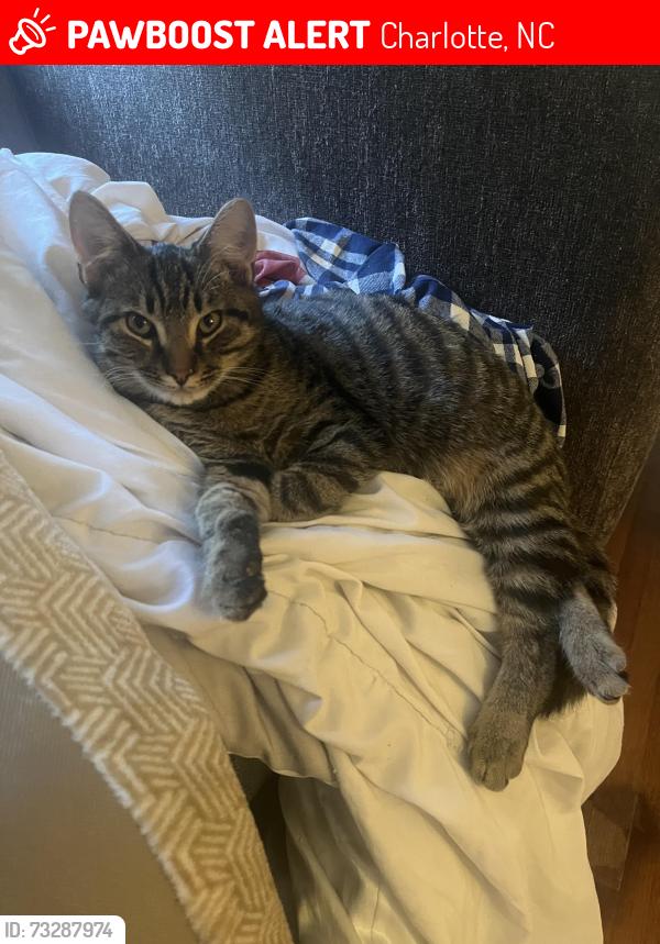 Lost Male Cat last seen Amity Pl and Kipling Dr, Charlotte, NC 28212