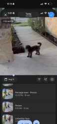 Lost Male Dog last seen Pleasant knoll circle, Forney, TX 75126