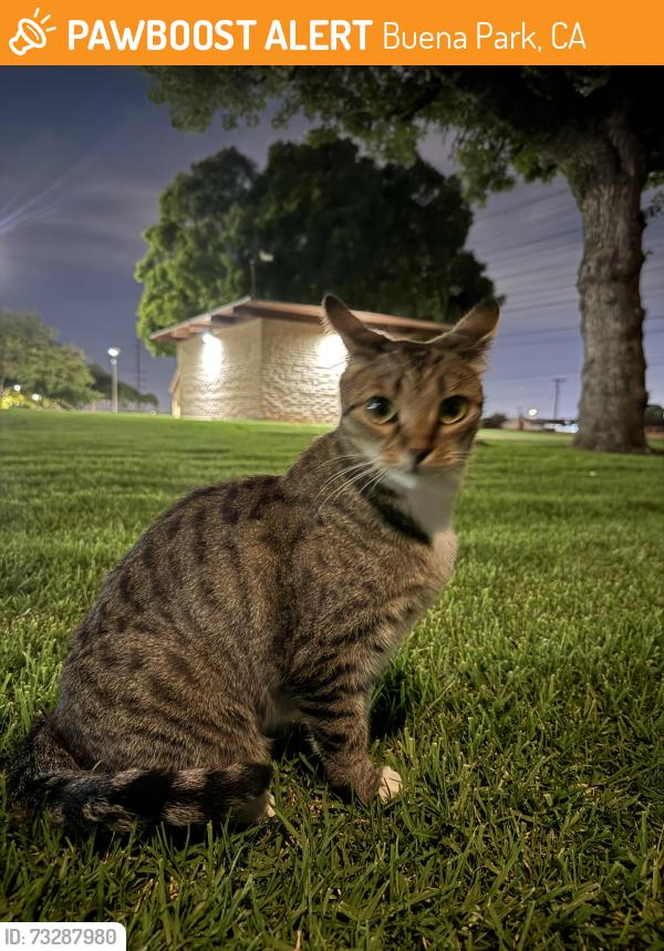 Found/Stray Female Cat last seen El Cerro Dr buena park, Buena Park, CA 90621