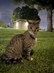 Found/Stray Female Cat last seen El Cerro Dr buena park, Buena Park, CA 90621