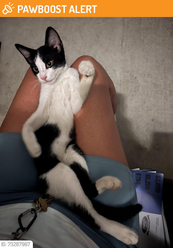 Found/Stray Male Cat last seen Canyon Gate at Northpointe Villages, Canyon Gate At Northpointe, TX 77377