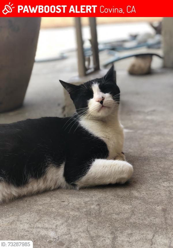 Lost Male Cat last seen Barranca and Cypress, Covina, CA 91723