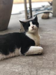 Lost Male Cat last seen Barranca and Cypress, Covina, CA 91723