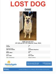 Lost Female Dog last seen County road 1116, county road 1225, park road 21, Cleburne, TX 76033