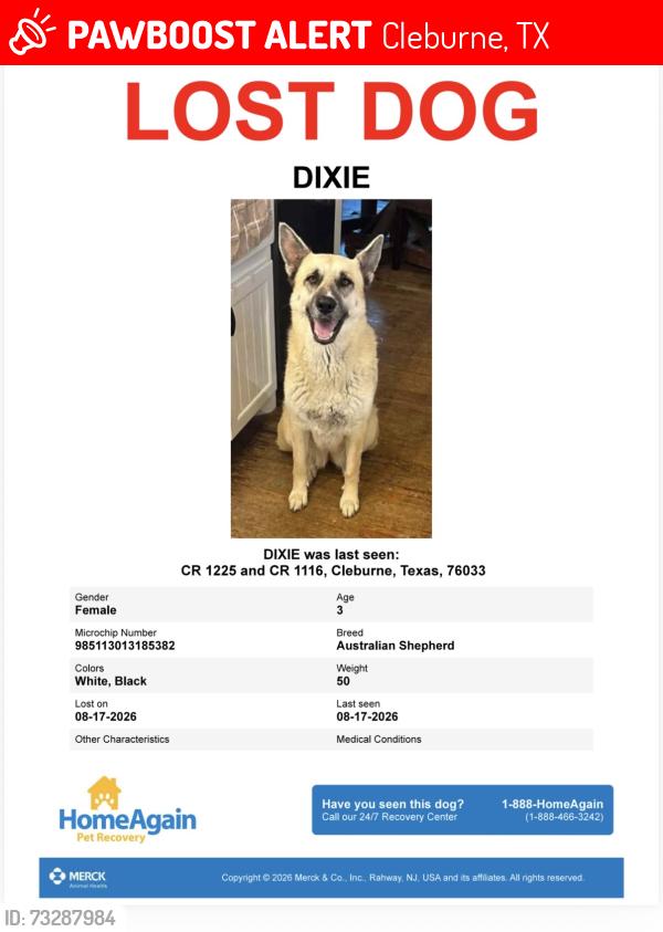Lost Female Dog last seen County road 1116, county road 1225, park road 21, Cleburne, TX 76033