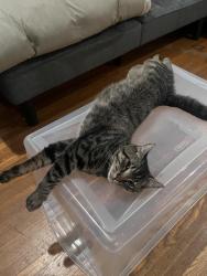 Lost Male Cat last seen Amity Pl x Kipling Dr, Charlotte, NC 28212