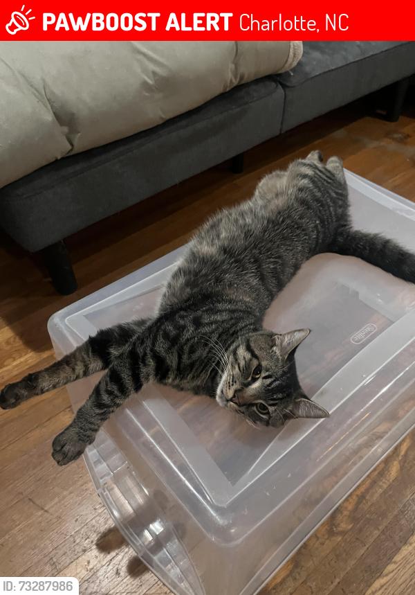 Lost Male Cat last seen Amity Pl x Kipling Dr, Charlotte, NC 28212