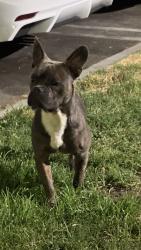 Found/Stray Male Dog last seen Valen Skatepark, Los Angeles, CA 91331