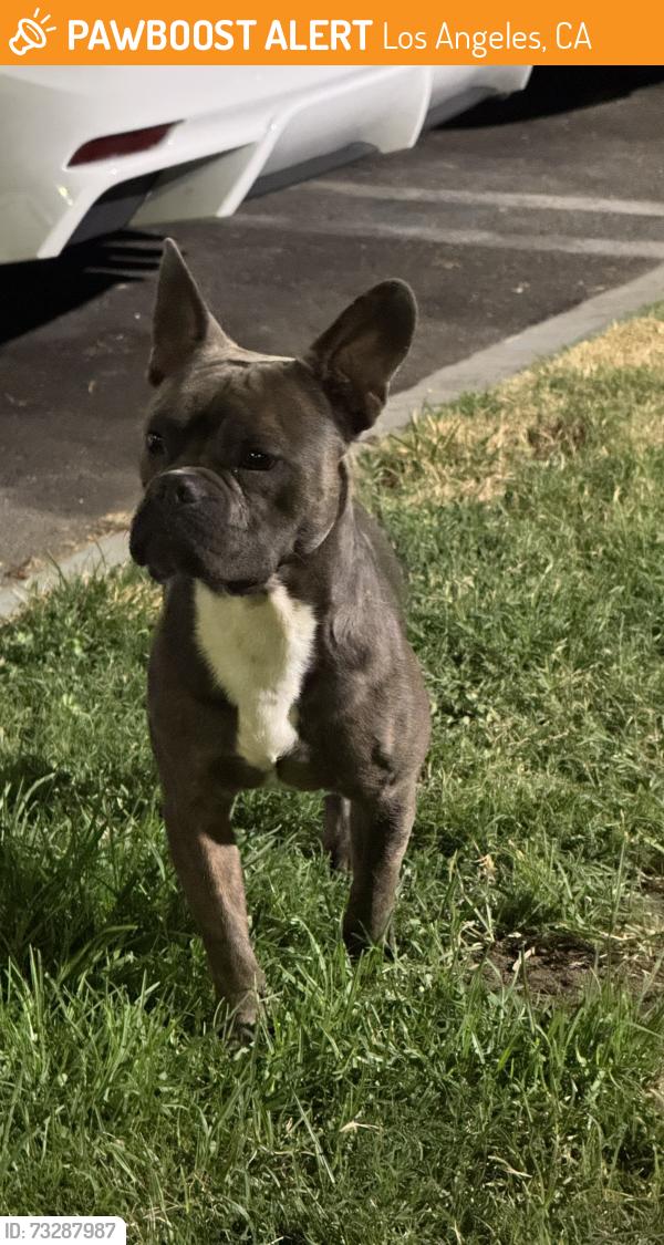 Found/Stray Male Dog last seen Valen Skatepark, Los Angeles, CA 91331