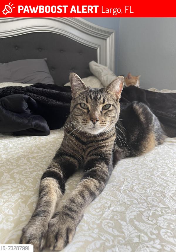 Lost Male Cat last seen Seminole blvd and walsingham Rd, Largo, FL 33773