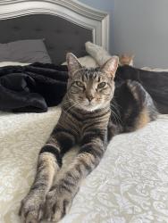 Lost Male Cat last seen Seminole blvd and walsingham Rd, Largo, FL 33773