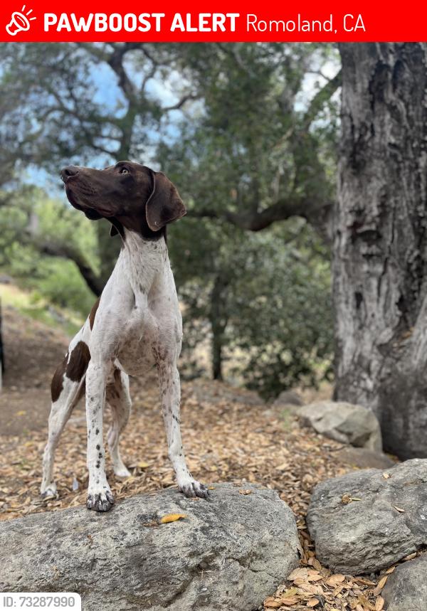 Lost Male Dog last seen Mapes and Trumble, Romoland, CA 92585
