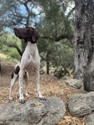 Lost Male Dog last seen Mapes and Trumble, Romoland, CA 92585
