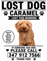 Lost Female Dog last seen castle Hill and Lacombe Avenue, The Bronx, NY 10473