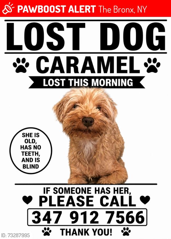 Lost Female Dog last seen castle Hill and Lacombe Avenue, The Bronx, NY 10473