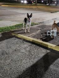 Found/Stray Male Dog last seen Across from o Reilly on Belfort, Houston, TX 77071