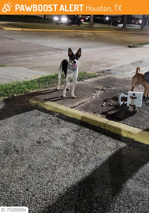 Found/Stray Male Dog last seen Across from o Reilly on Belfort, Houston, TX 77071