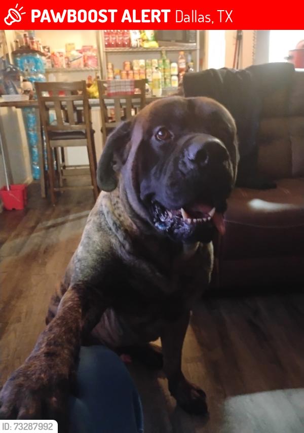 Lost Male Dog last seen Beckley and saner neighborhood hses, Dallas, TX 75211