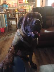 Lost Male Dog last seen Beckley and saner neighborhood hses, Dallas, TX 75211