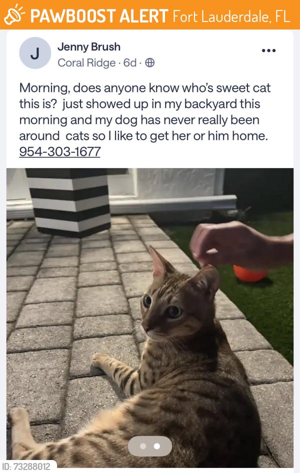 Found/Stray Unknown Cat last seen Near, Fort Lauderdale, FL 33306