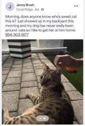 Found/Stray Unknown Cat last seen Near, Fort Lauderdale, FL 33306